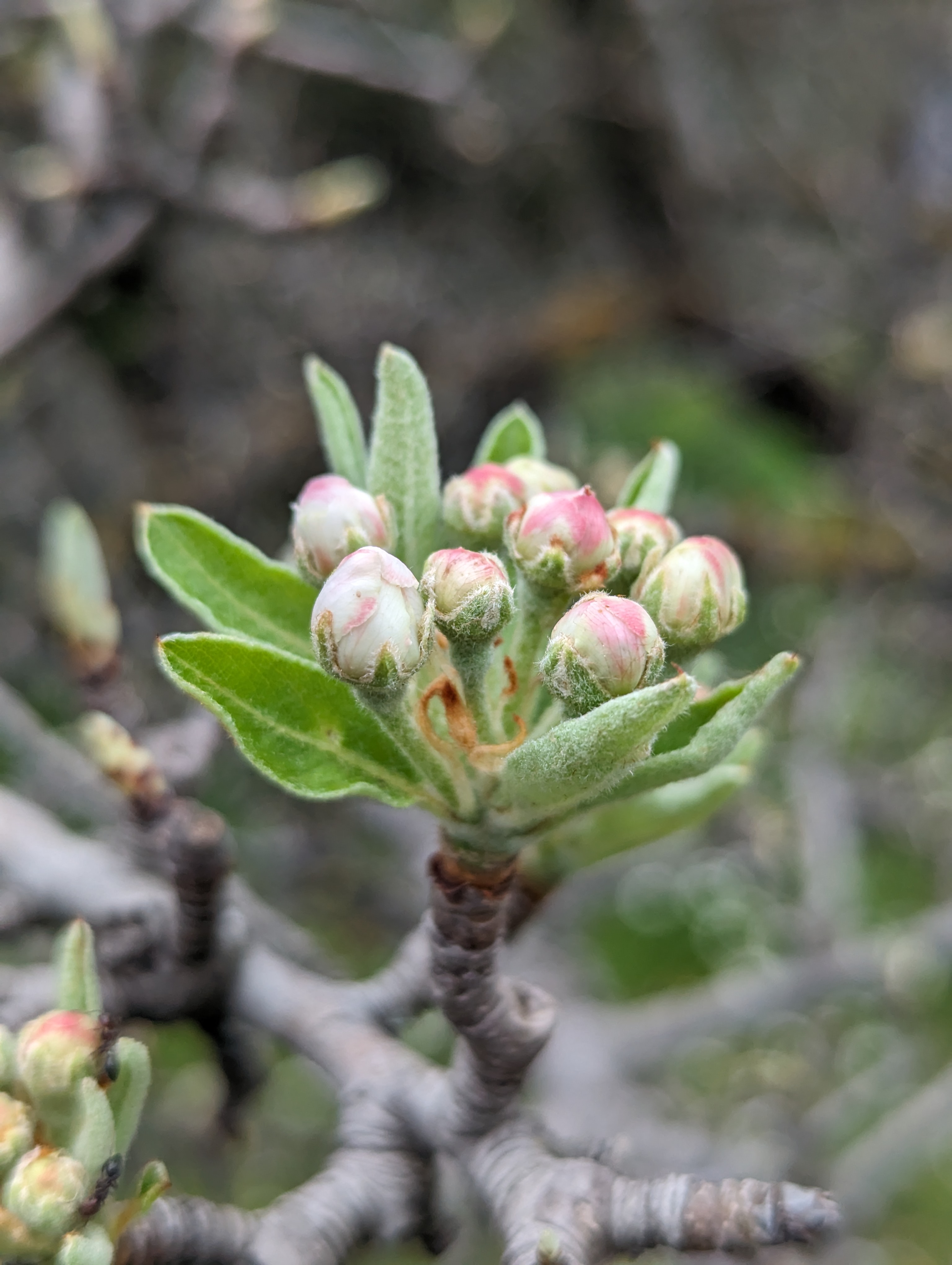 Blütenknospen im Frühling