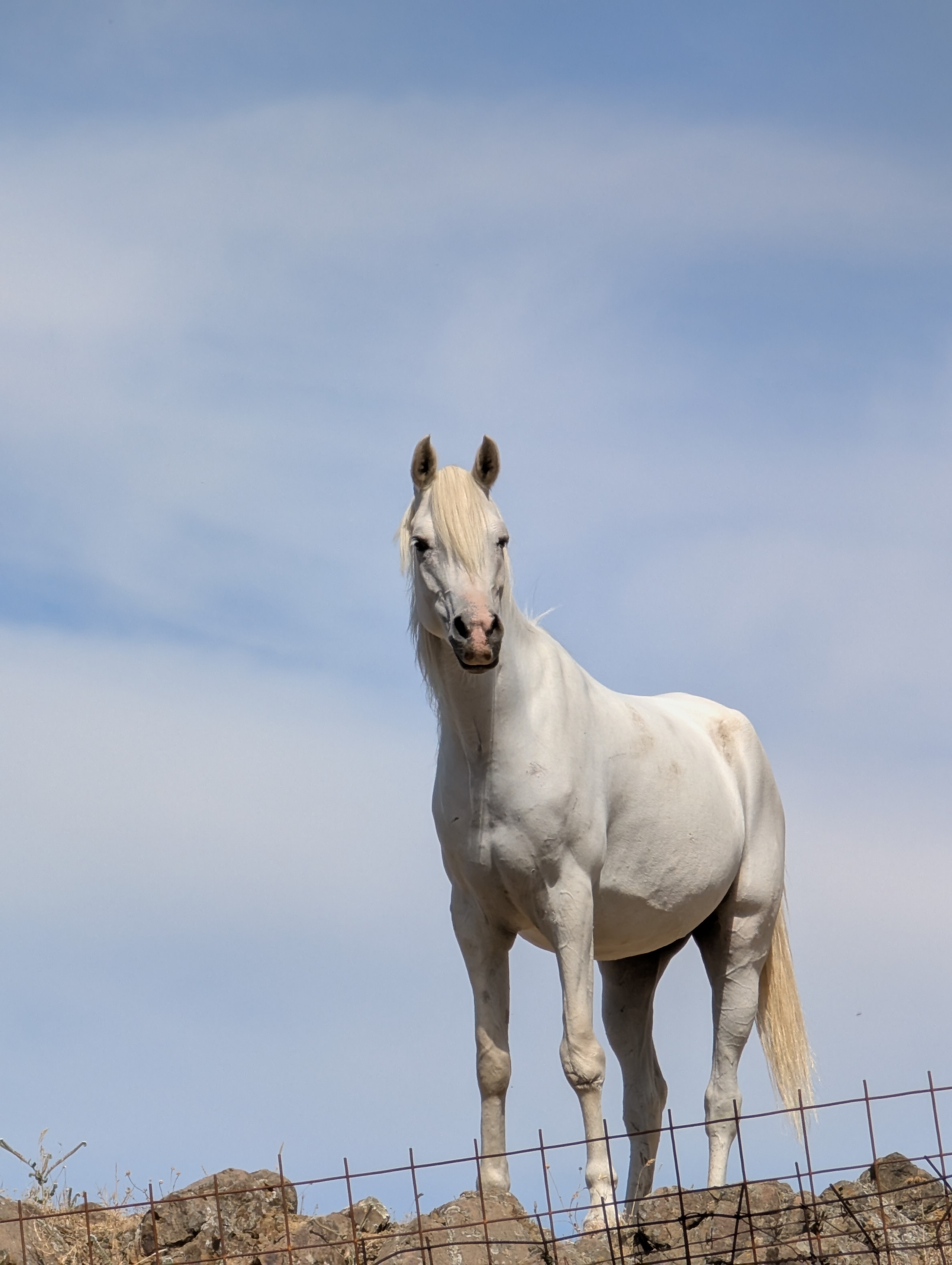 Weißes Pferd auf Lesbos